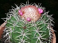 Melocactus sp AT 16 ( Palm beach - California Rd - Aruba).JPG